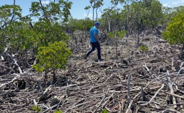 Degraded mangrove forest near Beira, Sofala, February 2022: cut stems and regrowth.