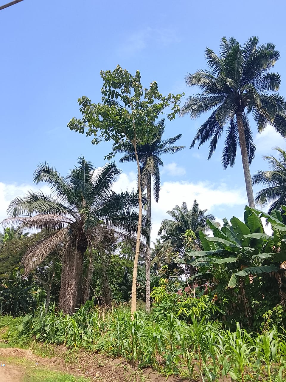 A rural landscape showing oil palm trees, banana plants, and cultivated farmland under a blue sky in Nigeria. Geographic context.