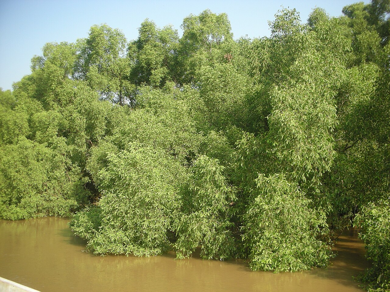 Mangrove at Bhitarkanika national Park. Location context only; not a photograph of project implementation.