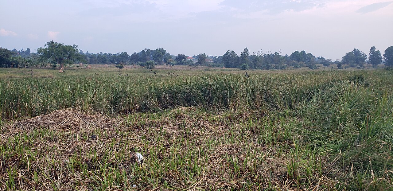 A view of wetland vegetation and rural landscape in Kihiihi, Kanungu District, southwestern Uganda. Geographic context.