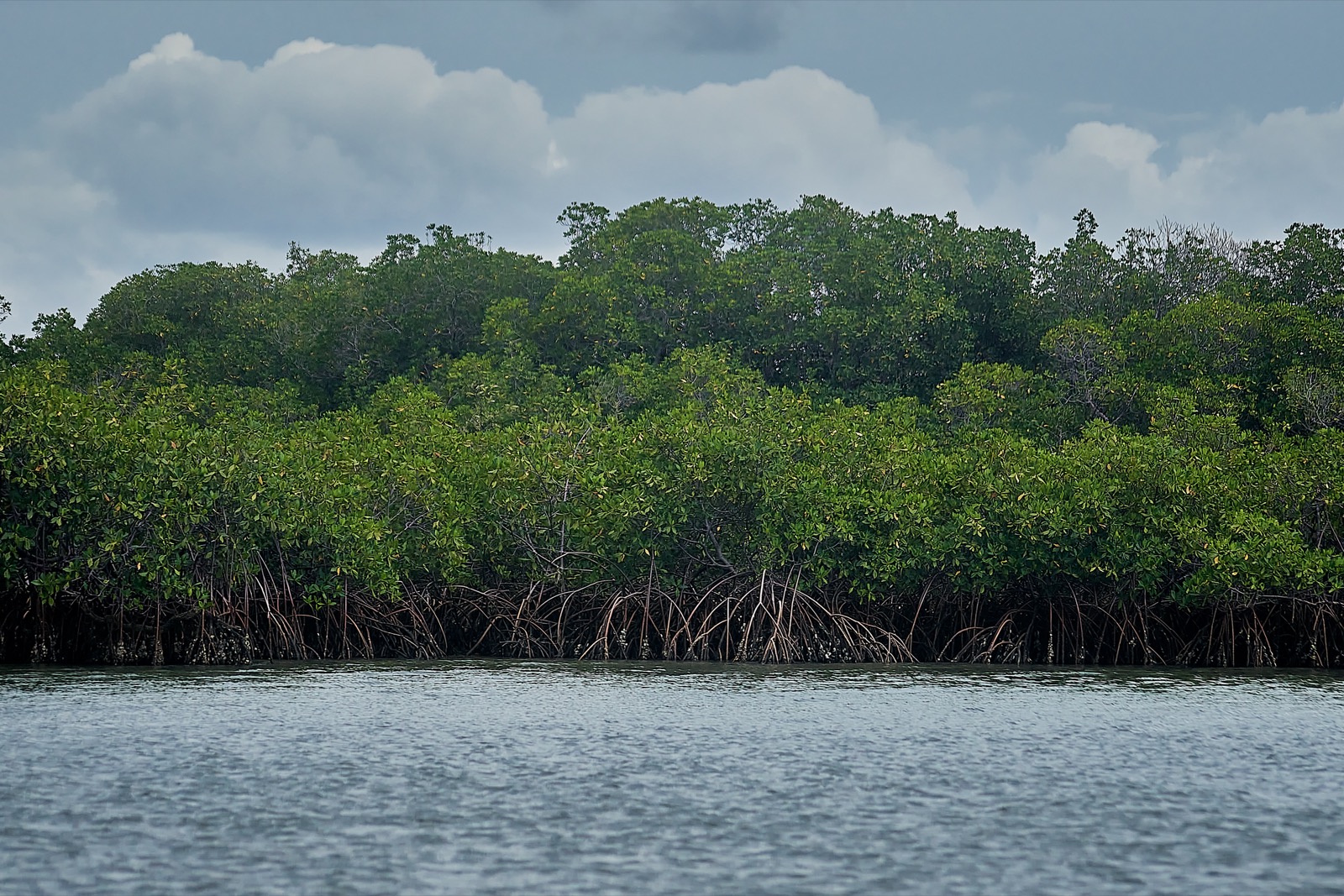 Mangrove forest in the Saloum Delta National Park, Senegal