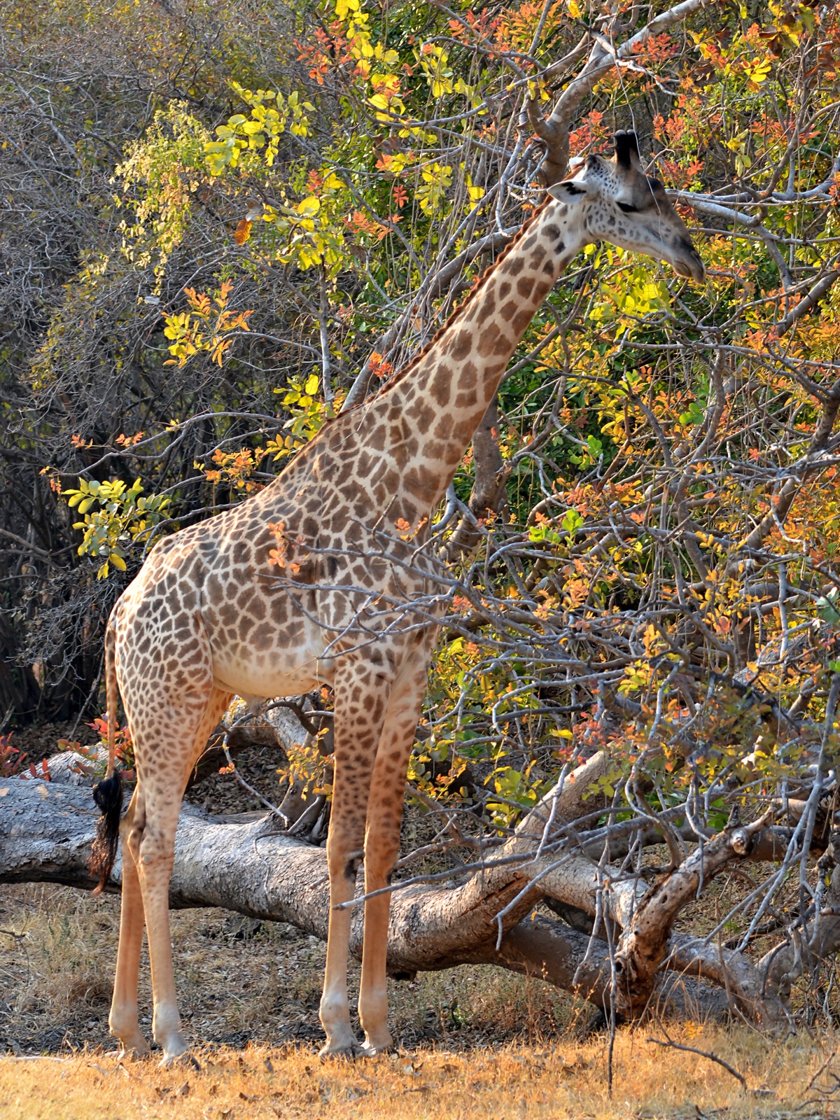 Thornicroft's giraffe in the South Luangwa region of Zambia, representative African-park wildlife