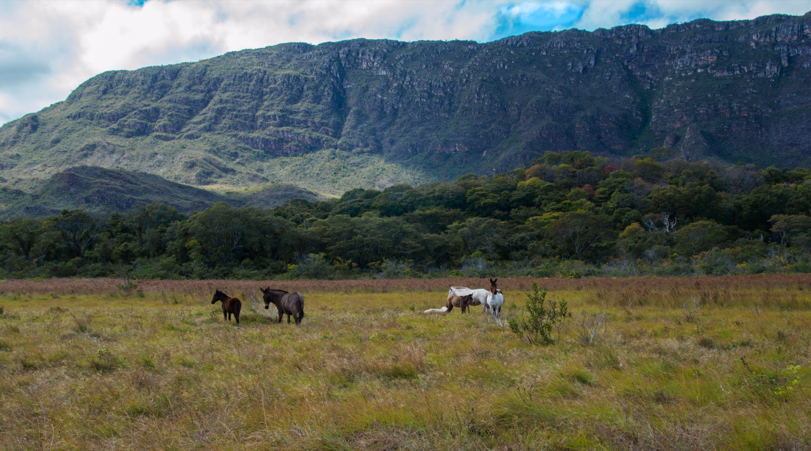 Open fields of the Brazilian Cerrado