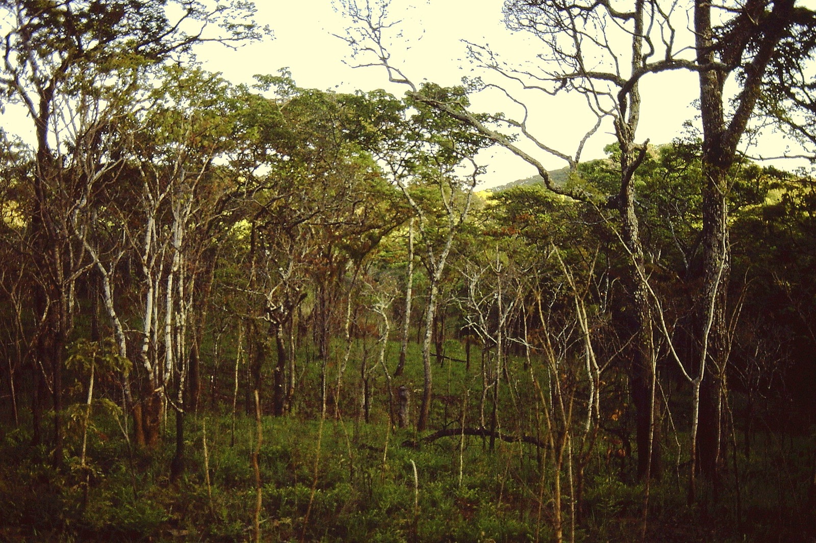 Miombo woodland, the dominant forest type of the Ntakata Mountains project