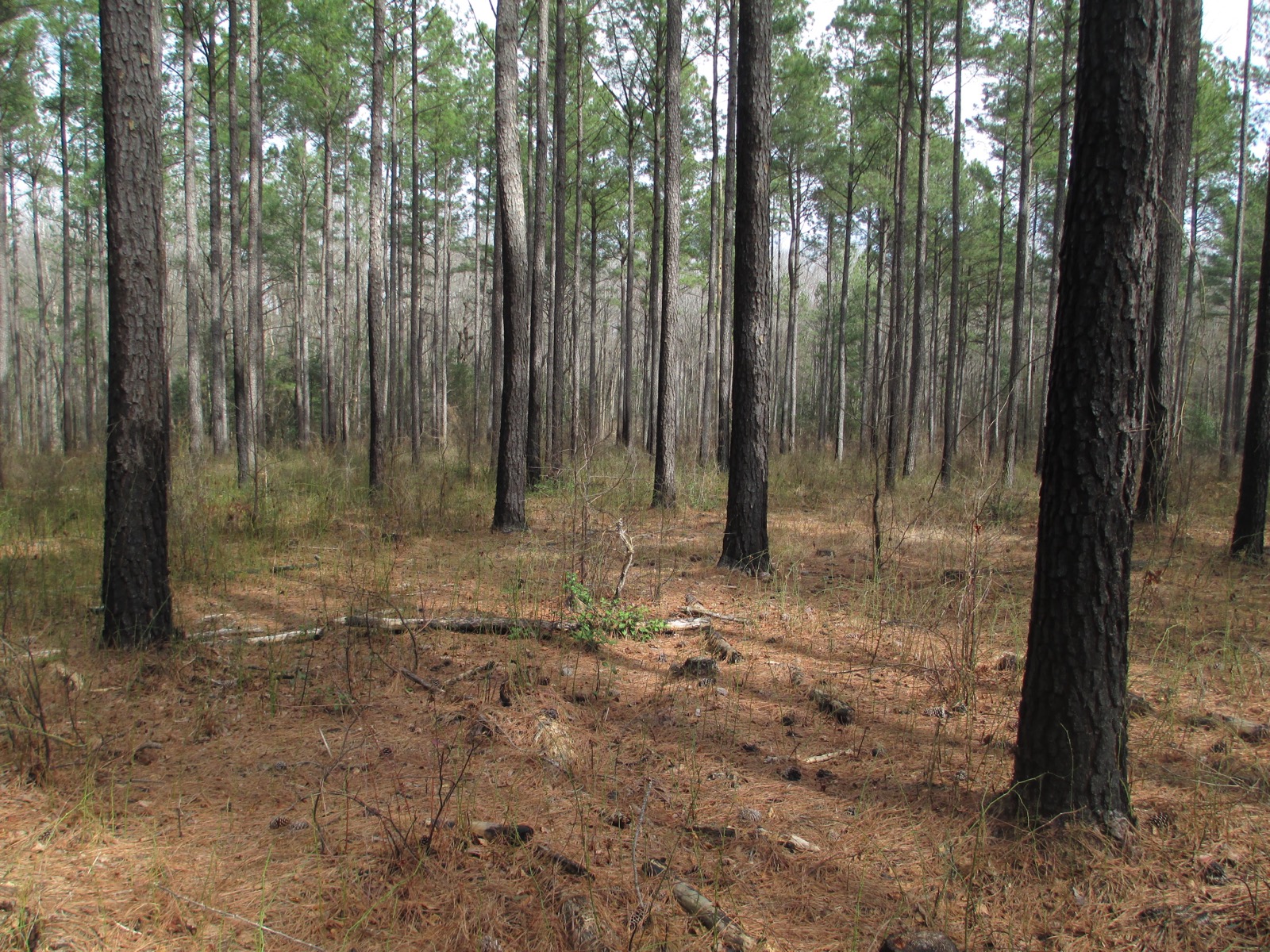 Loblolly pine (Pinus taeda) plantation, representative Southern U.S. afforestation