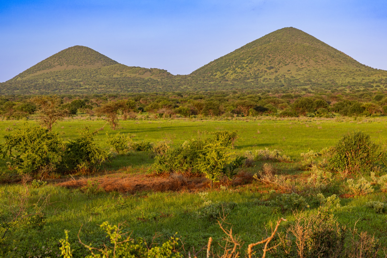 Savanna and acacia woodland of Tsavo West National Park adjoining the Chyulu Hills