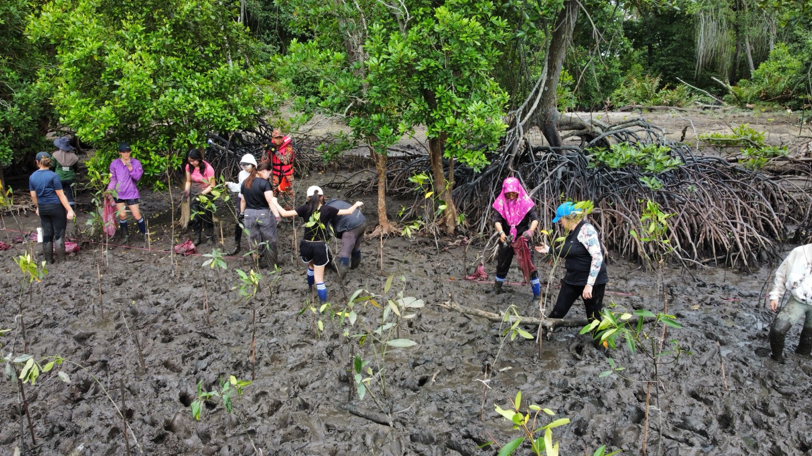 Workers carrying out a mangrove planting and restoration project