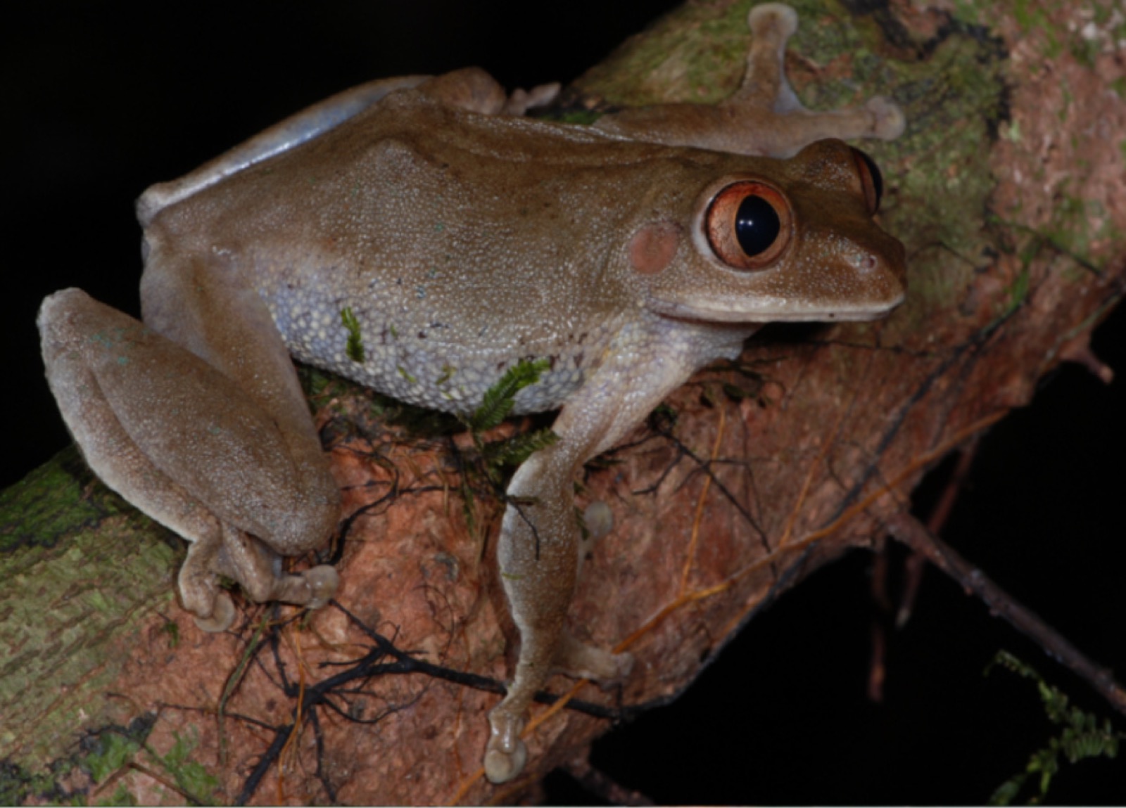 Leptopelis macrotis tree frog recorded in Gola Rainforest National Park