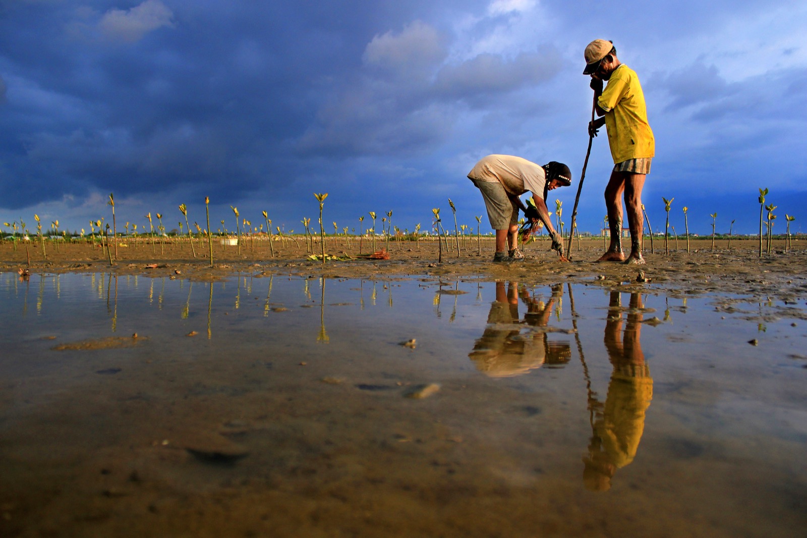 Community members planting mangrove saplings on the coast at Kampong Jawa, Banda Aceh, Indonesia