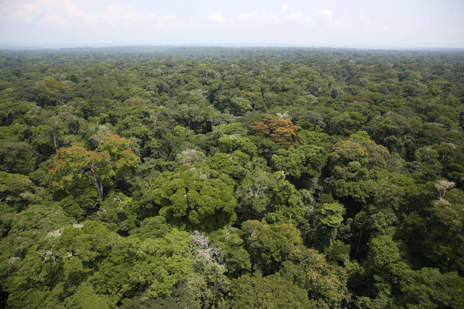 Dense humid tropical rainforest canopy in the Democratic Republic of the Congo