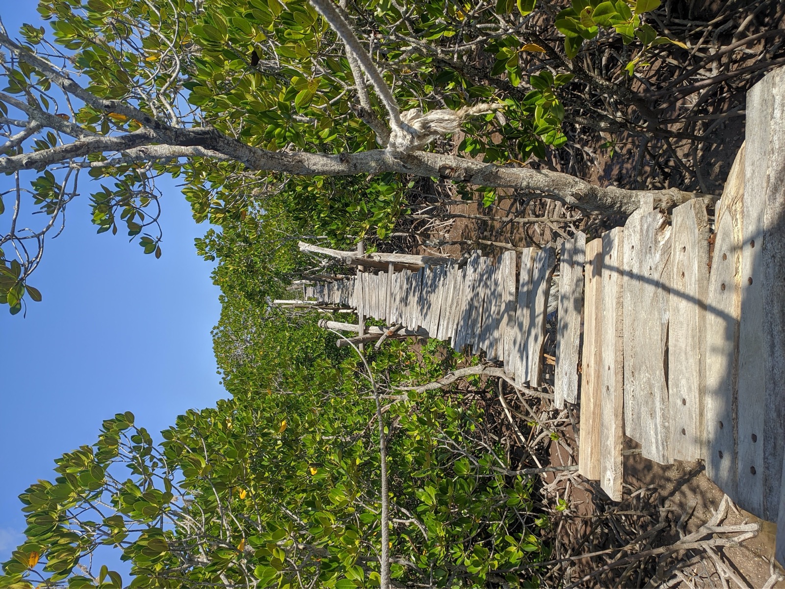 Wooden boardwalk through coastal mangroves in Kenya