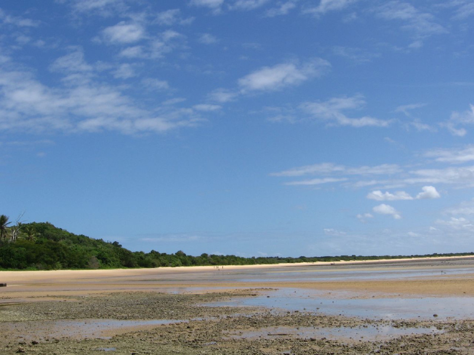 Mangrove ecosystem on the Mozambique coast