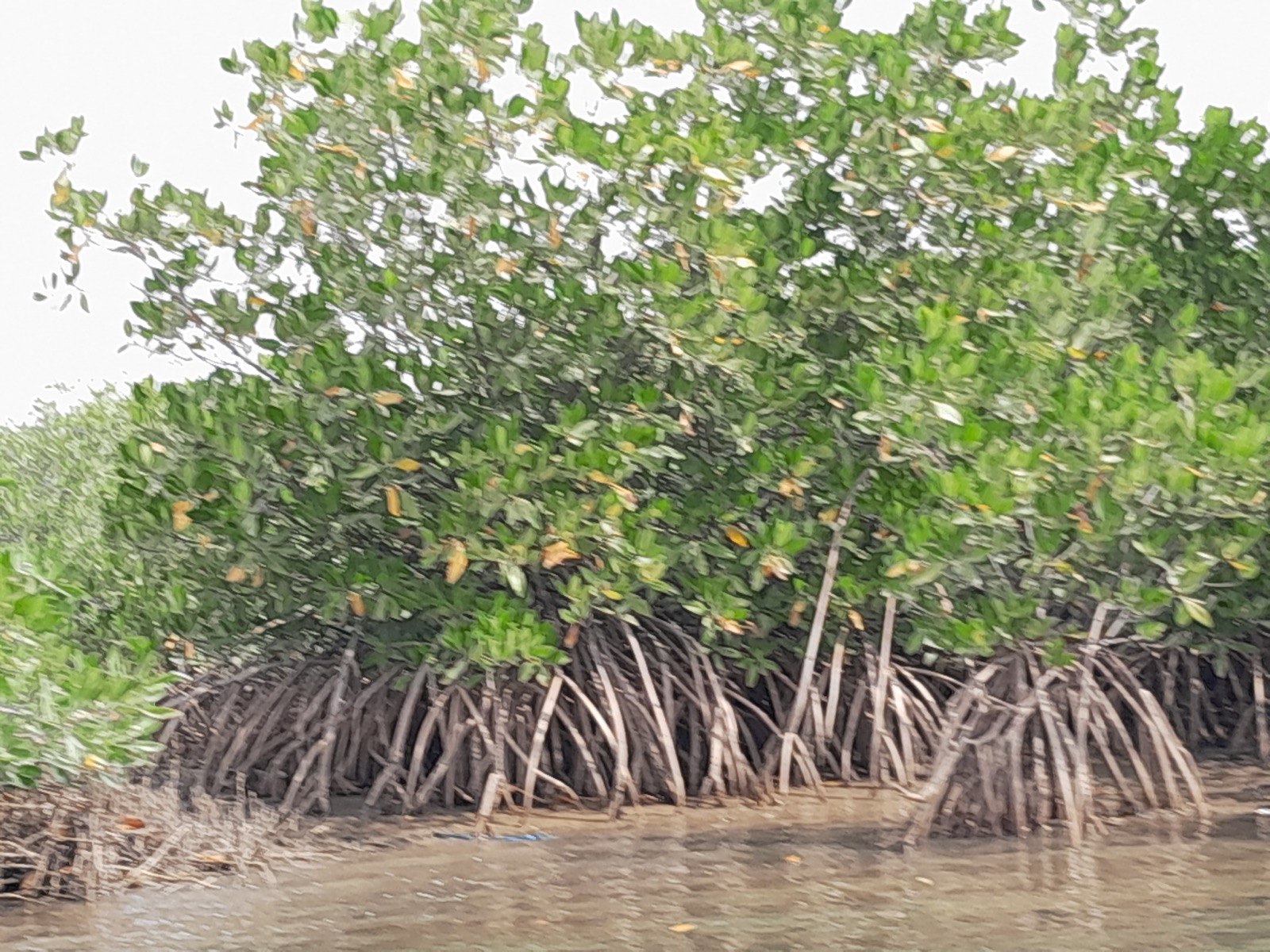 Mangroves on an island in the Saloum delta, Senegal