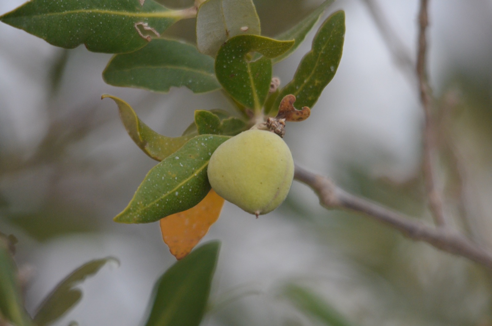 Grey mangrove (Avicennia marina), the dominant Red Sea mangrove species, on the Red Sea coast