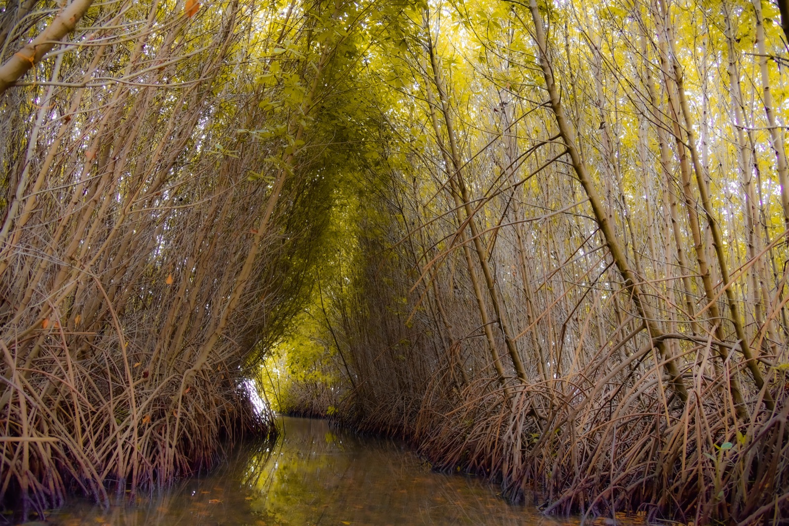 Mangrove forest in Kalpitiya, Sri Lanka