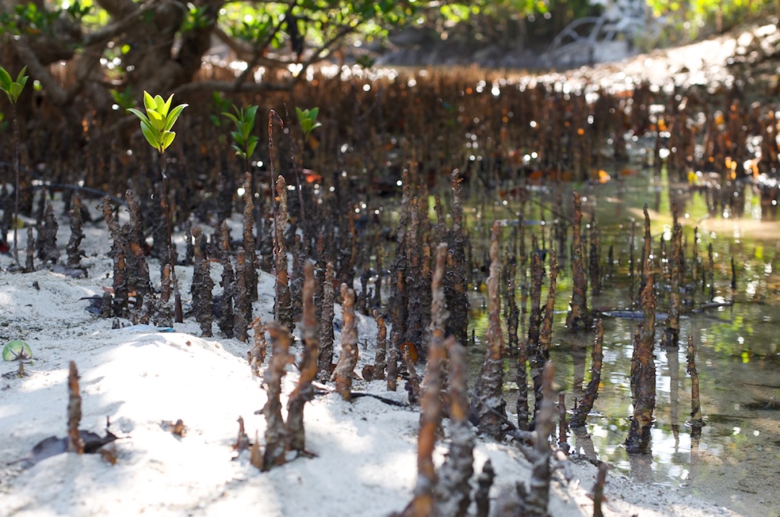 Mangrove roots at Andavadoaka, southwest Madagascar