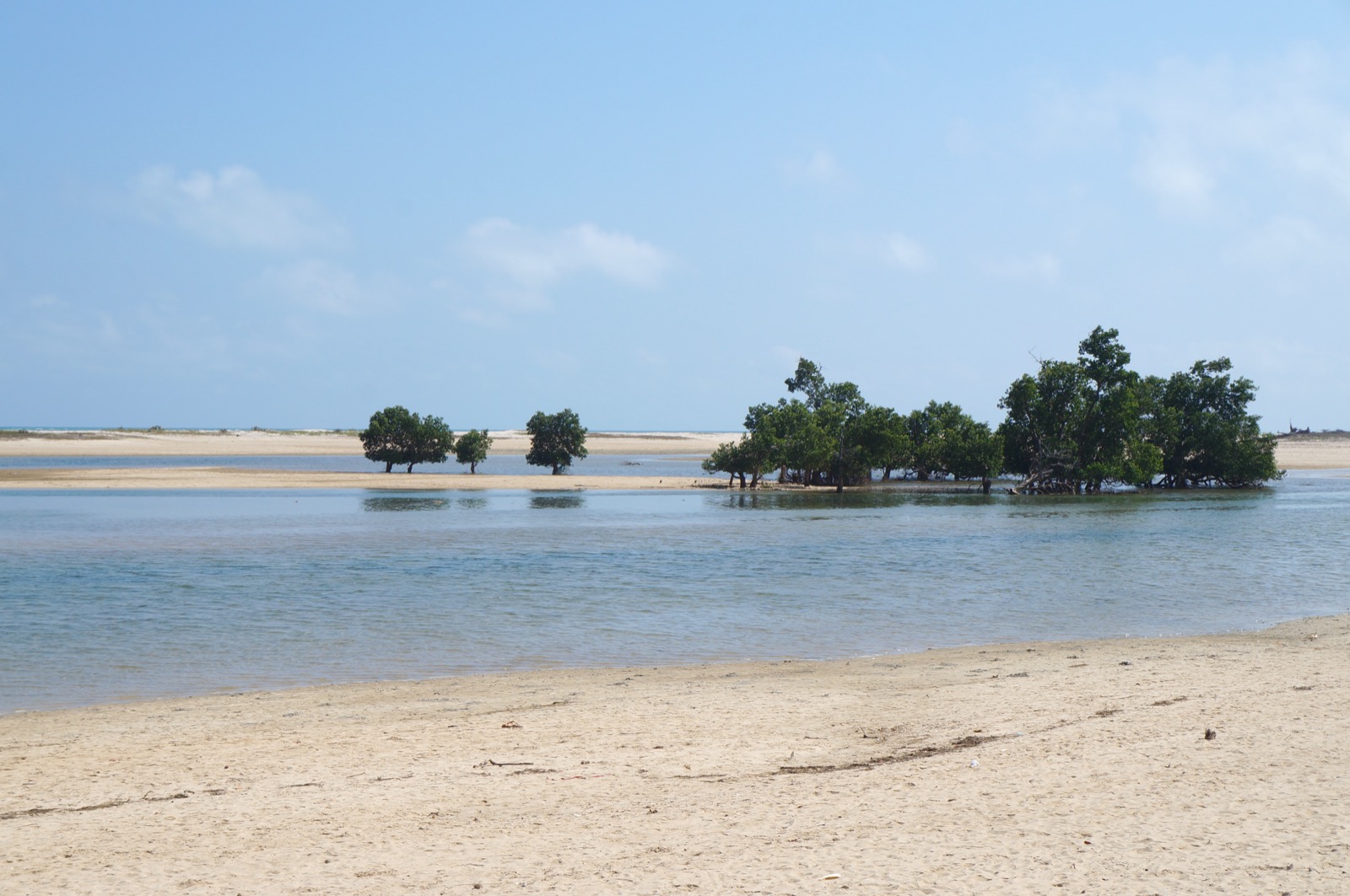 Mangrove forest on the west coast of Madagascar