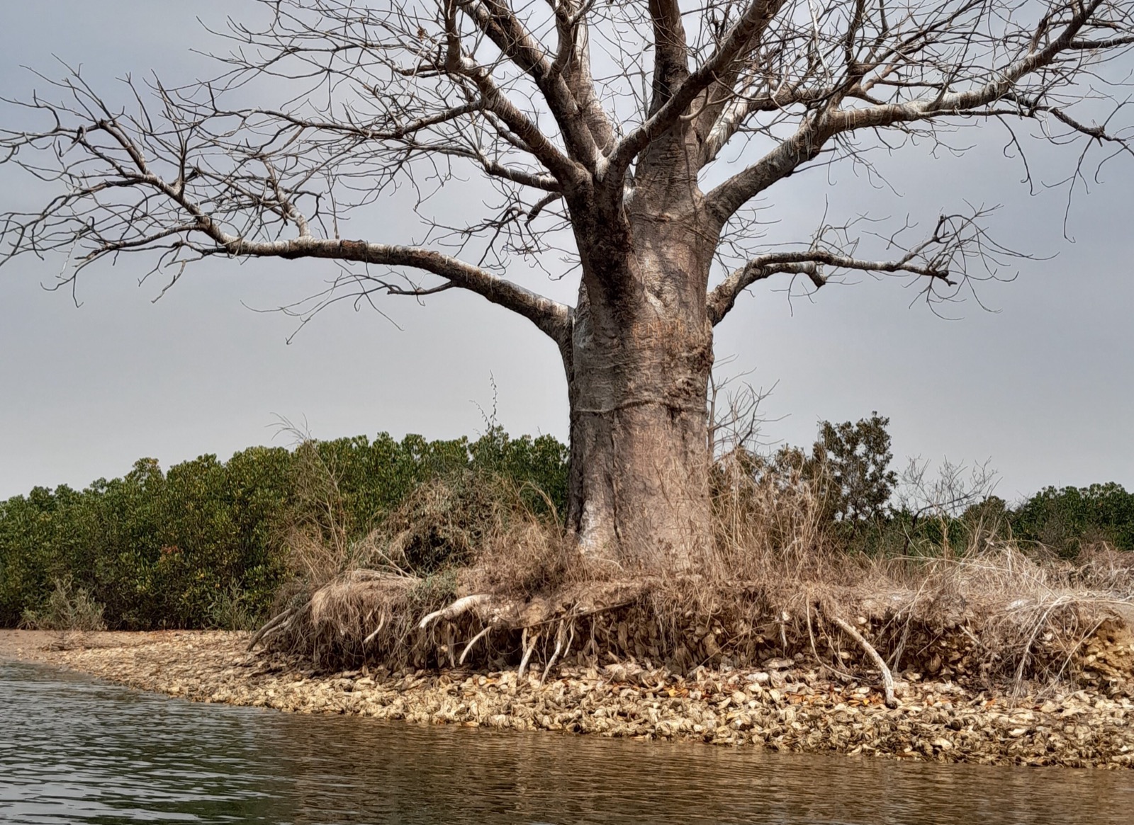 Tree standing in the waters of the Saloum Islands, Senegal