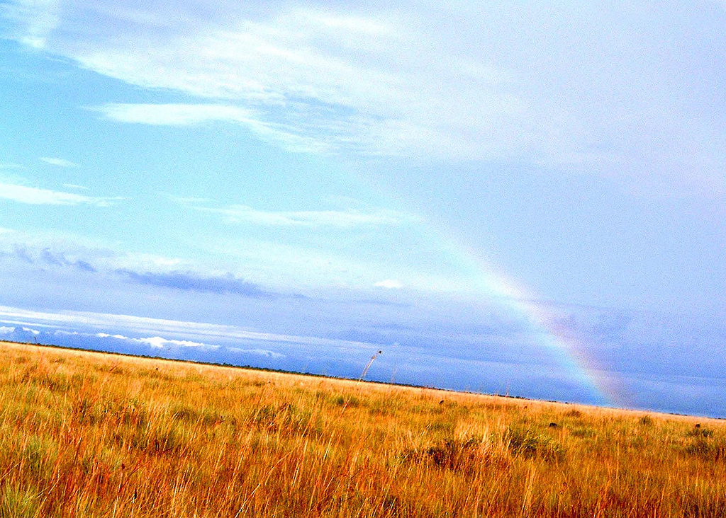 Eastern-plains (Llanos) savanna landscape, Colombia (representative imagery for Project Yopo, Vichada department).