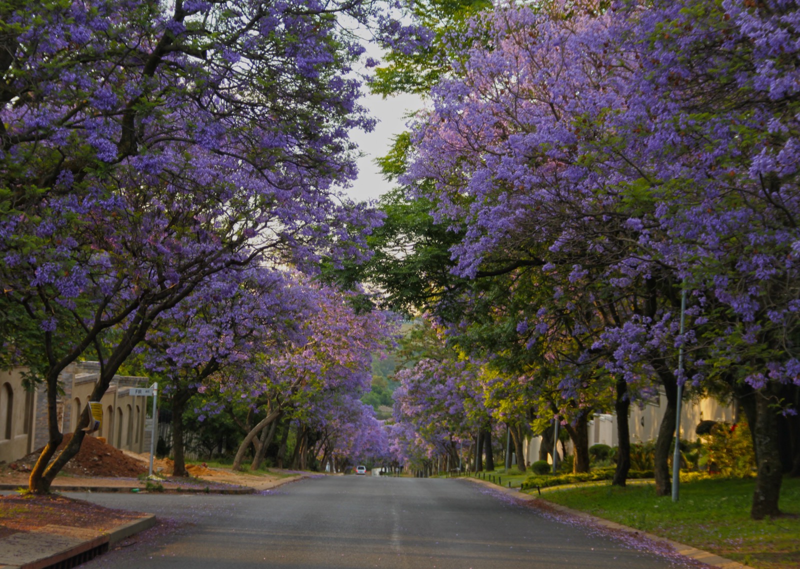 Jacaranda trees lining a street in Bryanston, Johannesburg.